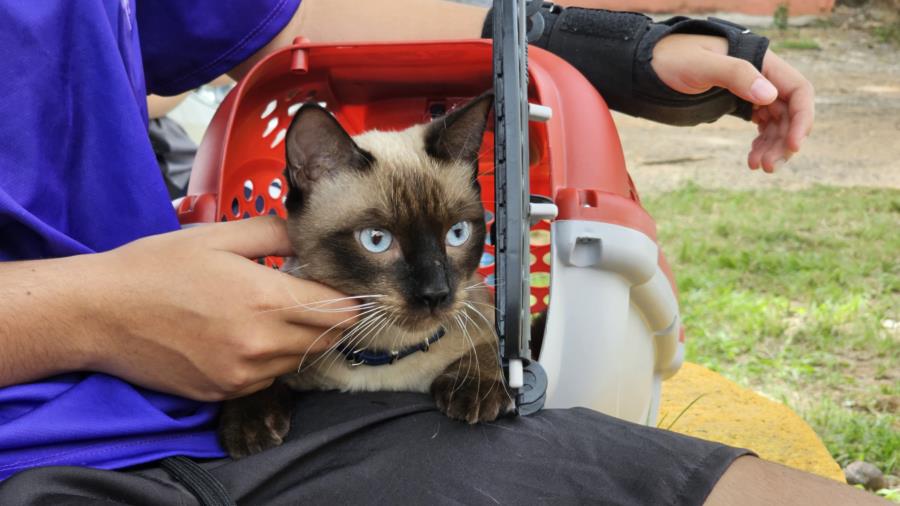 Castramóvel estará no Bom Retiro nos dias 20 e 21 de maio