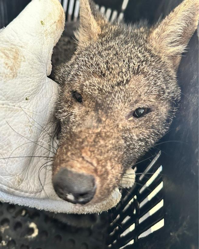 Prefeitura de Bragança Paulista reforça ações de cuidado com animais nativos