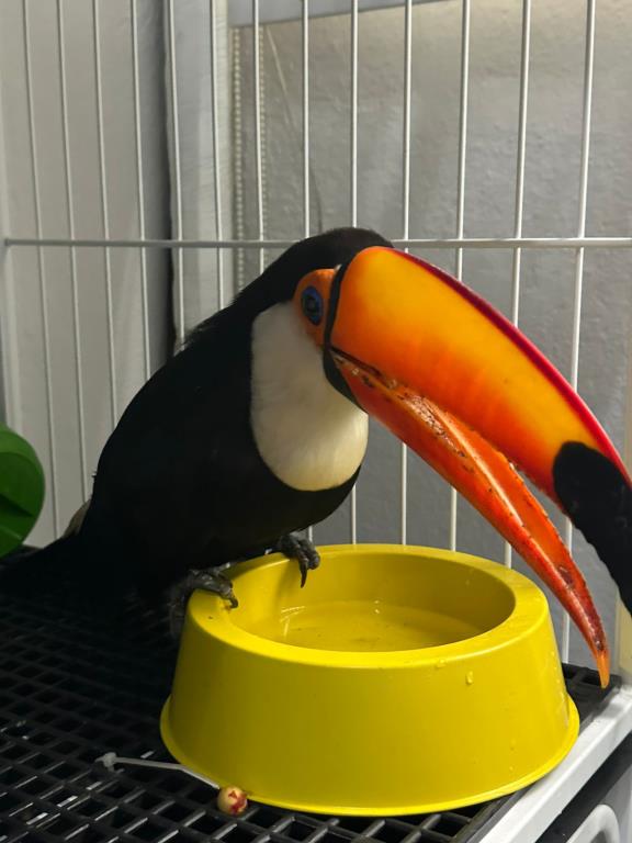 Tucano resgatado com suspeita de lesão recebe atendimento