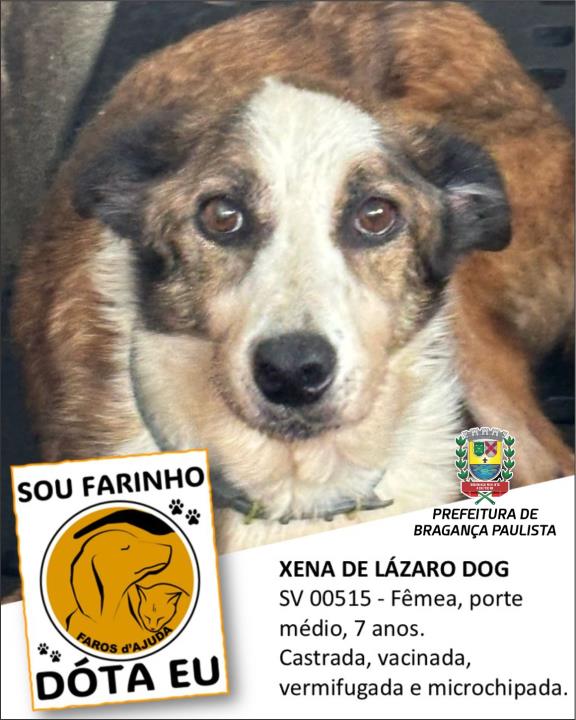 Canil Municipal tem dezenas de animais disponíveis para adoção