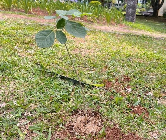Município recebe doação de insumos para produção de mudas e reforça ações ambientais