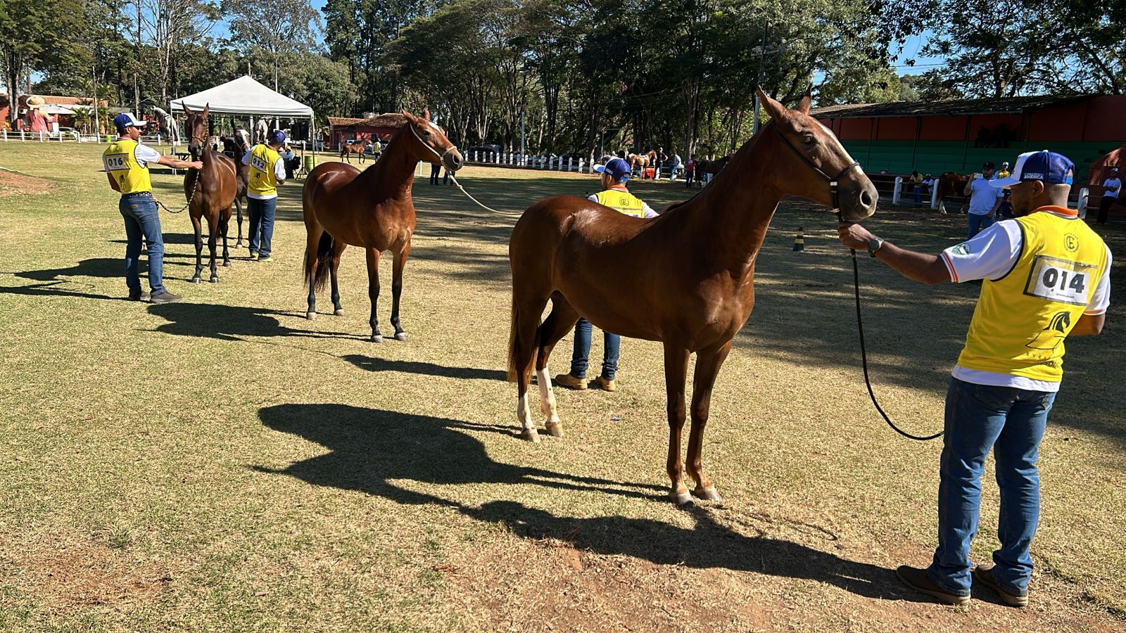 14ª Exposição Mangalarga Marchador em Bragança Paulista reúne representantes de seis estados