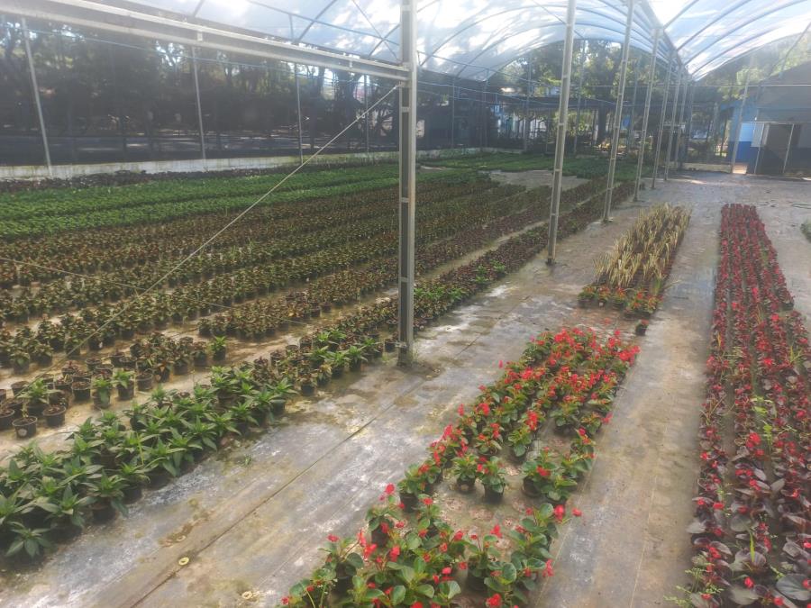 Prefeitura de Bragança Paulista se destaca na região com investimentos no paisagismo e viveiro municipal de mudas
