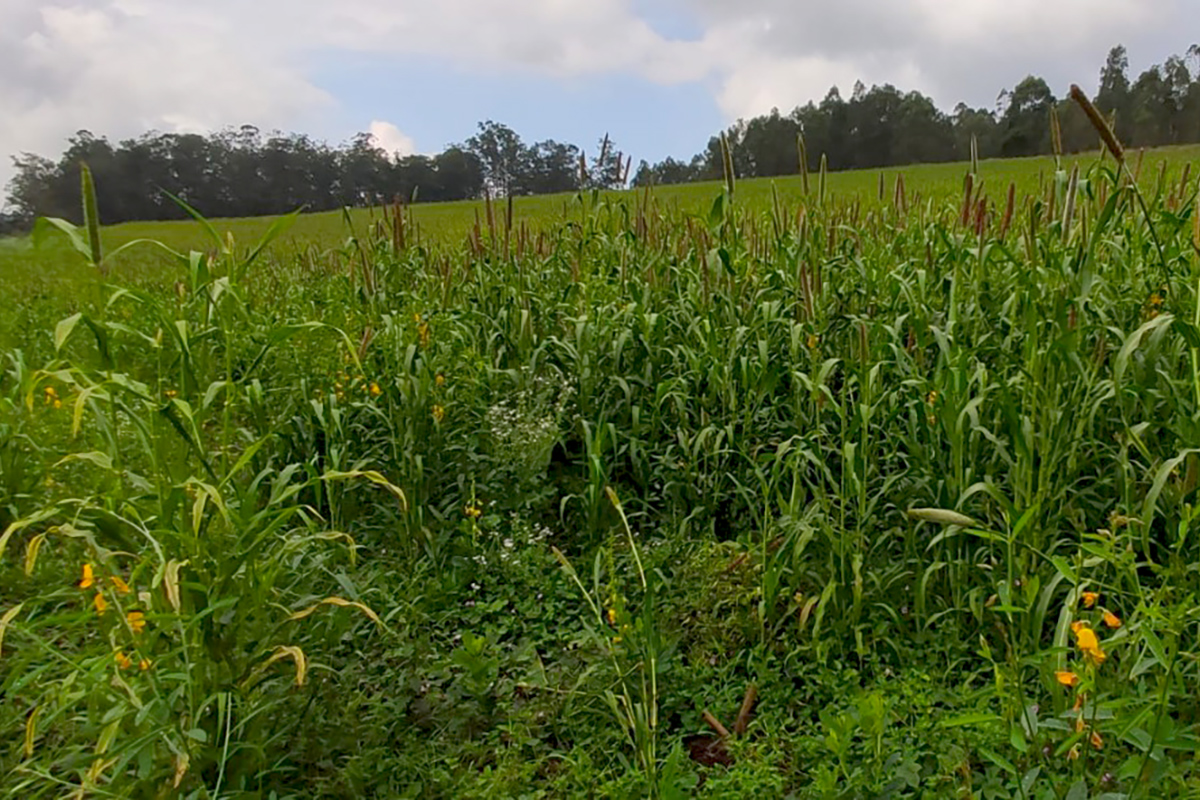 Prefeitura de Bragança Paulista e Governo do Estado prestam assistência em áreas de adubação verde