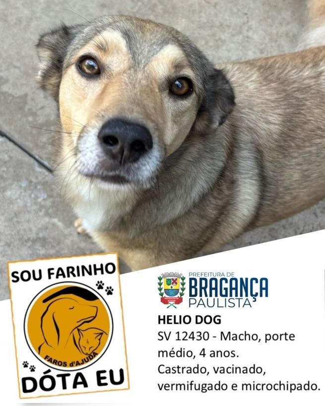 Confira os animais que estão esperando um novo lar no Abrigo Municipal