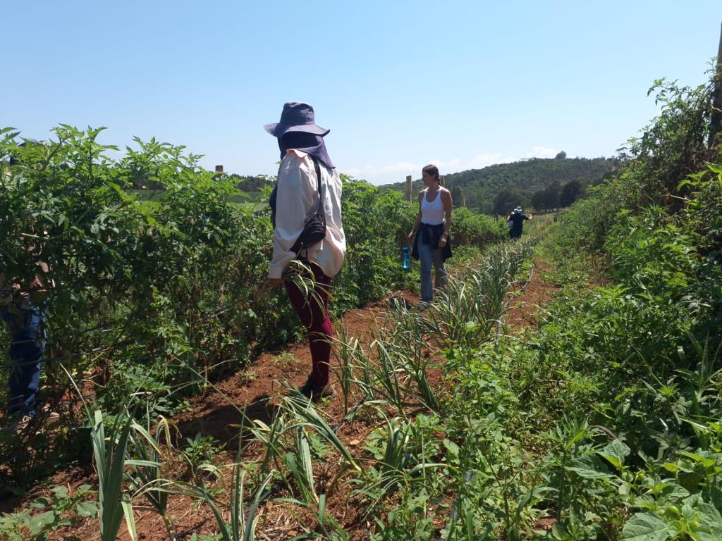 Secretaria de Desenvolvimento dos Agronegócios realiza visita técnica a produtores de hortaliças em Bragança Paulista