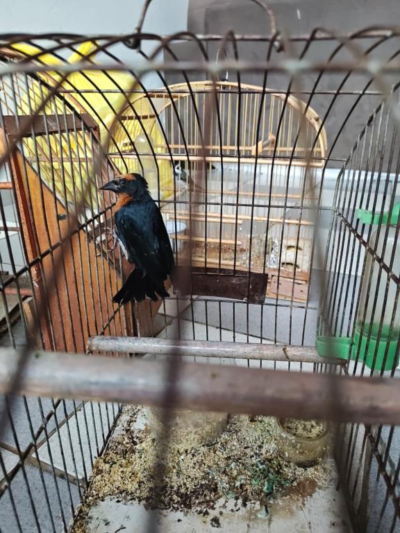 Aves silvestres são apreendidas no Santa Libânia após denúncia