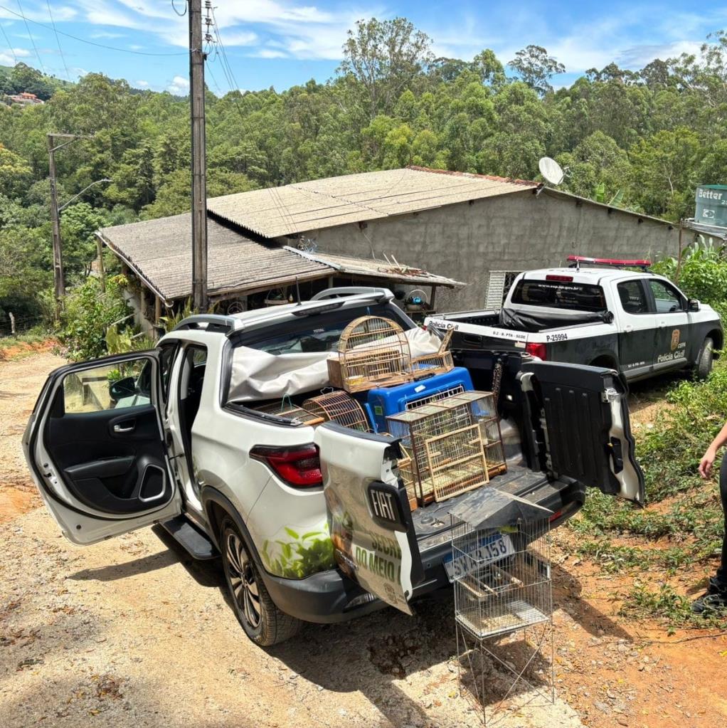 Pássaros apreendidos são encaminhados para acolhimento