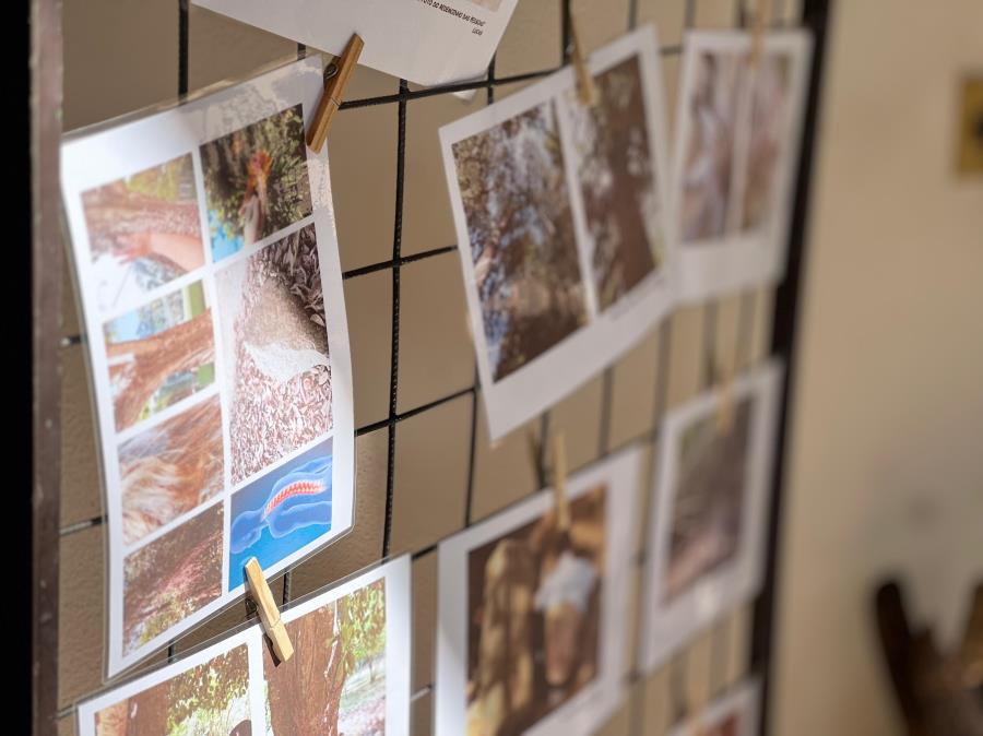 Prefeitura de Bragança Paulista recebe exposição pedagógica da Escola Viverde