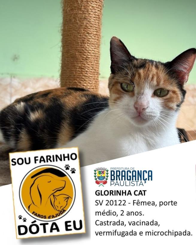 Confira os animais que estão esperando um novo lar no Abrigo Municipal