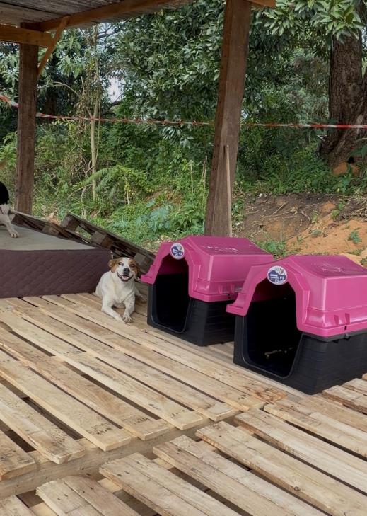 Cães comunitários recebem casinhas por meio do Projeto Selo Amigo dos Animais