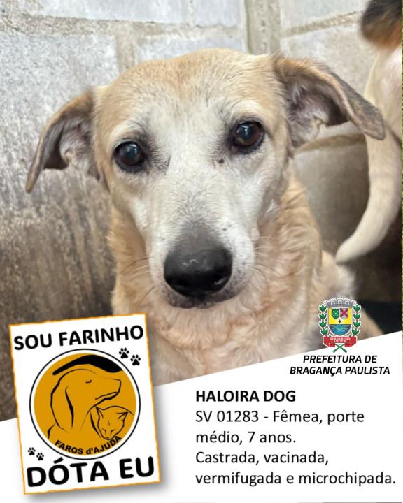 Adotar um animal de estimação é um ato de amor e responsabilidade