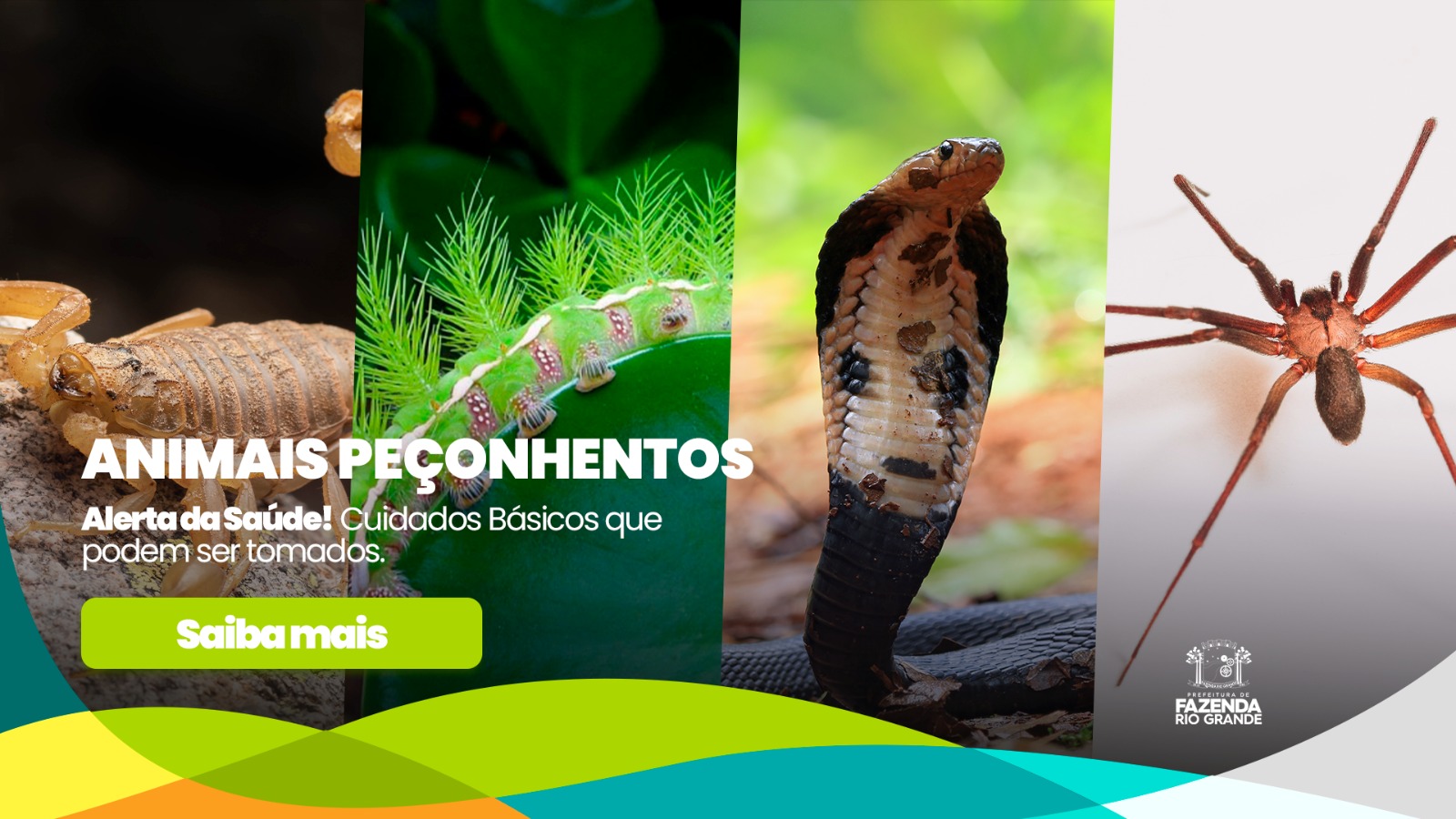 Saúde alerta para cuidados com animais peçonhentos