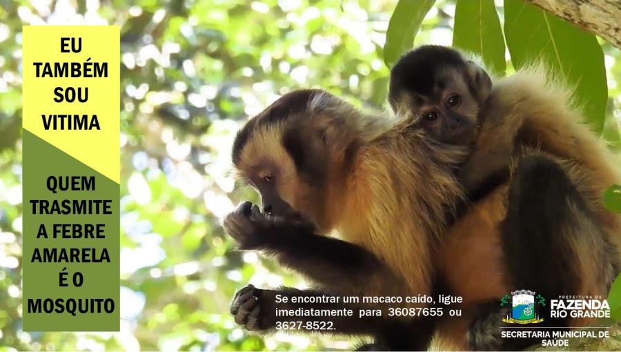 Saúde alerta para risco de febre amarela após registro de mortes de macacos no estado