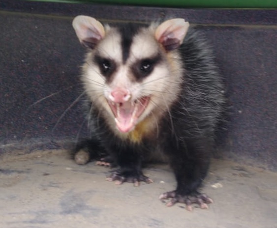 Gambá capturado em área urbana
