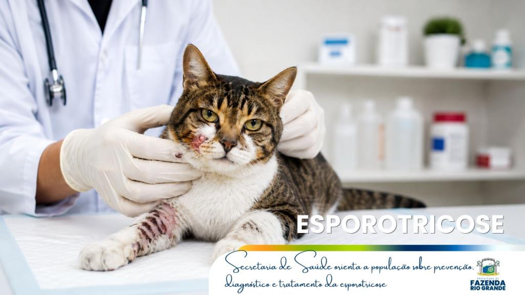 Secretaria de Saúde orienta a população sobre prevenção, diagnóstico e tratamento da esporotricose