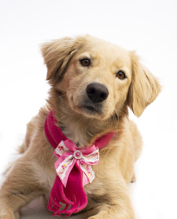 Dia do melhor amigo do homem, os cachorros!!