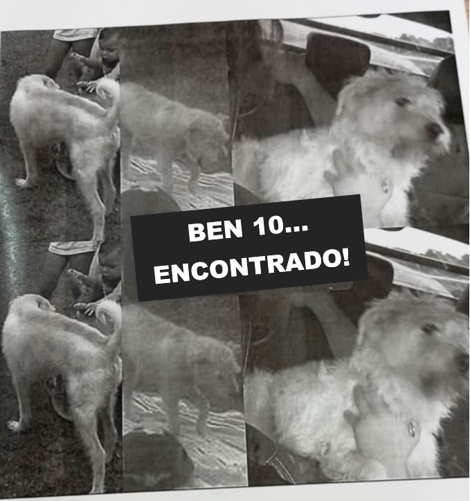 Alívio para família: Cãozinho Bem 10 foi encontrado e já está de volta em sua casa, no bairro Santa Edwiges