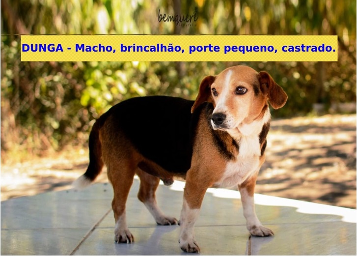 Boa ação: participe da campanha de adoção responsável dos animais disponíveis no Abrigo Municipal de Paraibuna