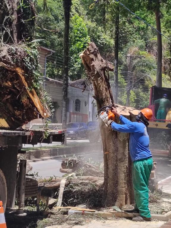 Gestão municipal reforça ações preventivas na arborização urbana