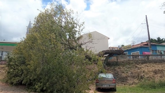 Comunicado da Prefeitura e do Conselho Municipal de Meio Ambiente sobre a supressão de árvores na cidade