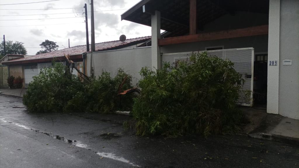 Chuvas e ventos fortes derrubam árvores em Pindamonhangaba