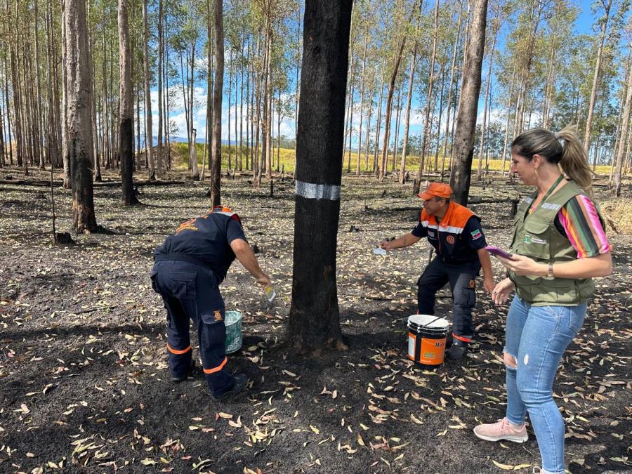 Defesa Civil e Secretaria de Meio Ambiente realizam vistoria preventiva em Eucaliptos às margens da SP-62