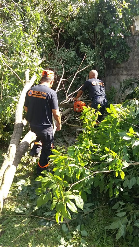 Defesa Civil remove árvores que caíram em vias públicas e imóvel