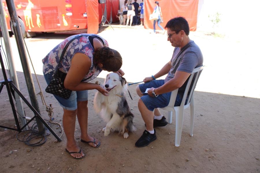 CEPATAS realiza campanha de castração de cães e gatos em Pindamonhangaba