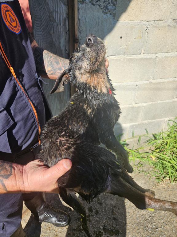 Defesa Animal resgatam cão idoso que passou mais de 24h preso em córrego