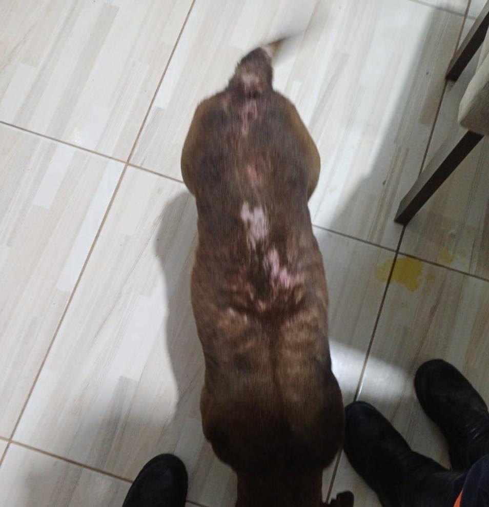 Defesa Animal de Pinda resgata cães vítimas de maus-tratos e dá apoio a operação policial; aves silvestres são apreendidas