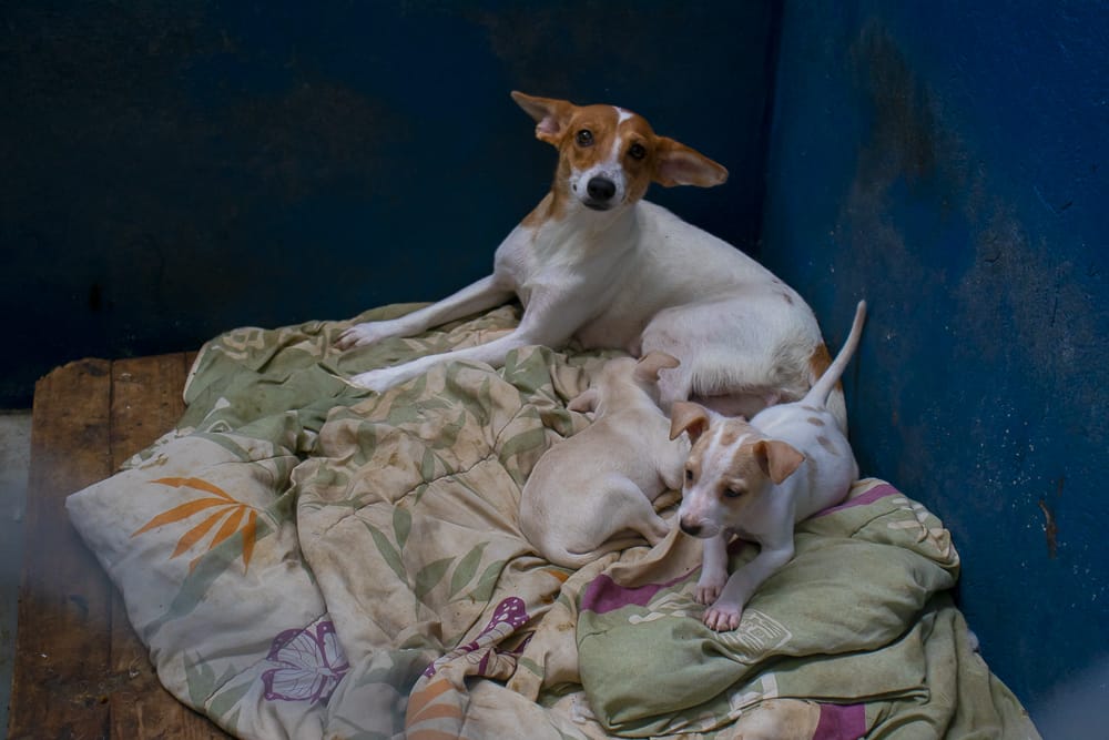 09/04 - Programa de castração de animais oferece 100 vagas para Castolira