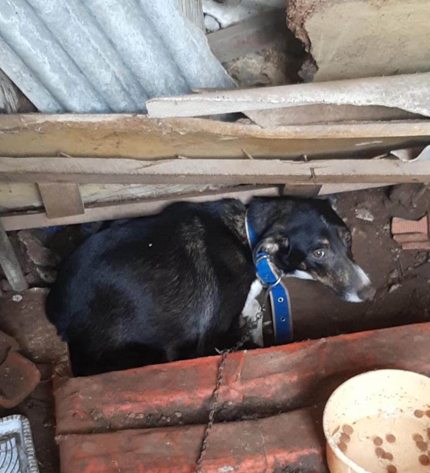 Defesa Animal resgata cão em situação de maus-tratos em Pindamonhangaba