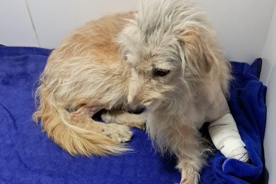 Defesa Animal de Pinda atua em caso de maus-tratos no Cidade Nova