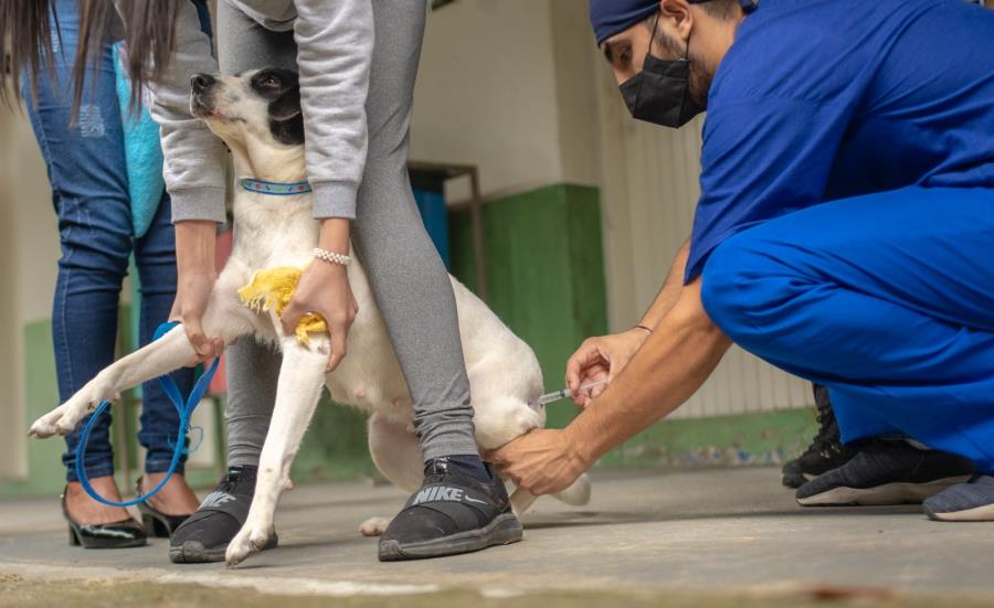 Moreira César terá vacinação gratuita para cães e gatos neste sábado