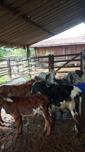 Pinda mantém vacinação gratuita contra brucelose e reforça apoio ao produtor rural