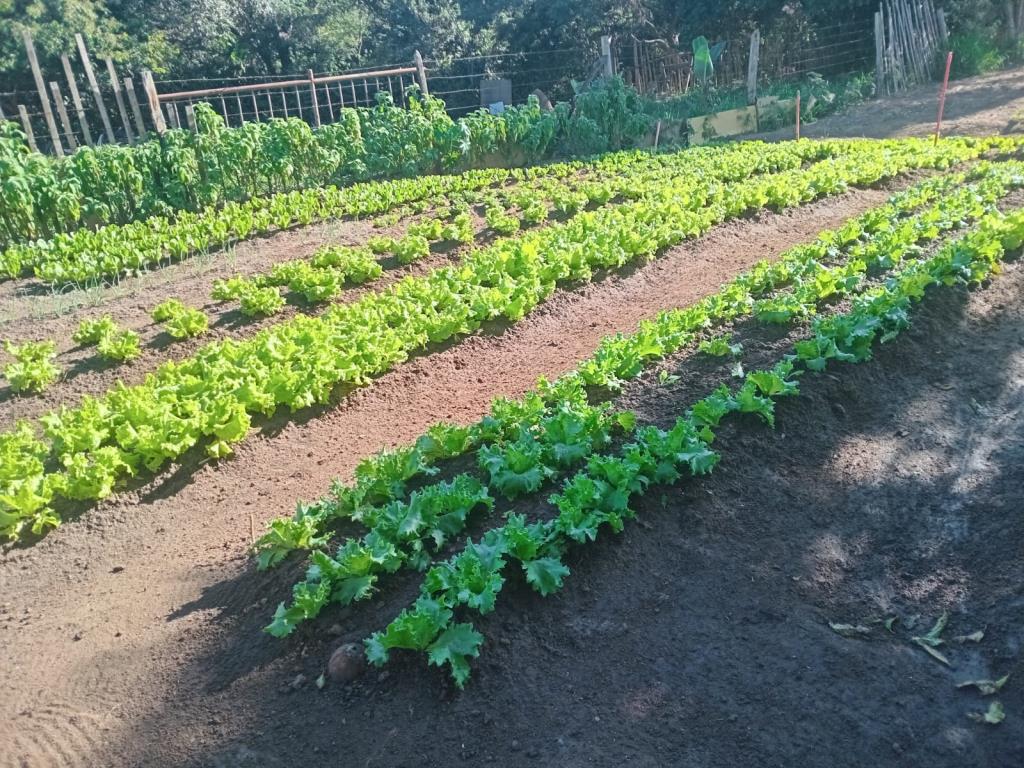 Projeto “Condomínios e Loteamentos Municipais Mais Verdes” transforma bairros com arborização e hortas comunitárias em Pinda