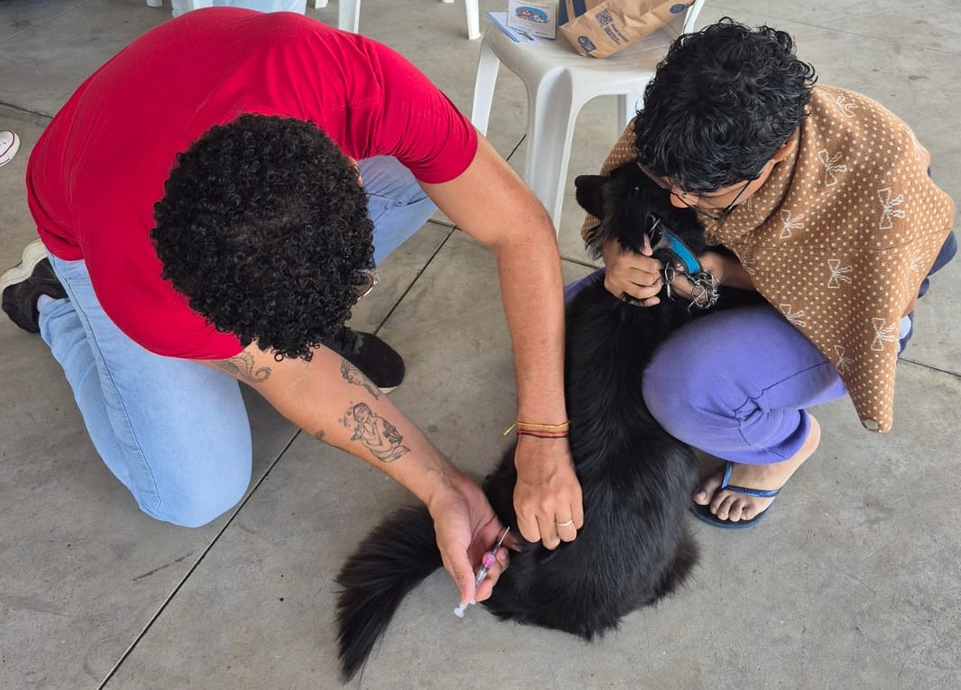 Prefeitura aplica 650 vacinas em cães e gatos durante ação em Moreira César