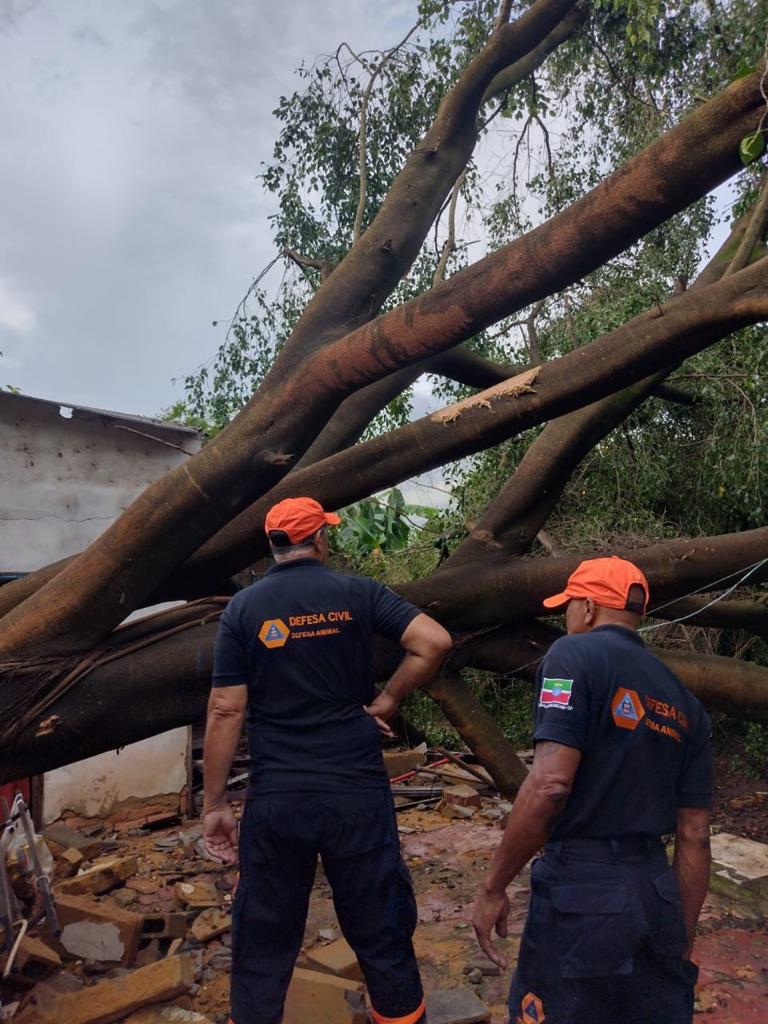 16/11 - Ventos fortes derrubam árvores em Pindamonhangaba