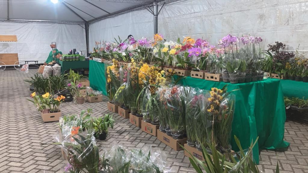 Exposição de Orquídeas encanta público durante as comemorações dos 321 anos de Pindamonhangaba
