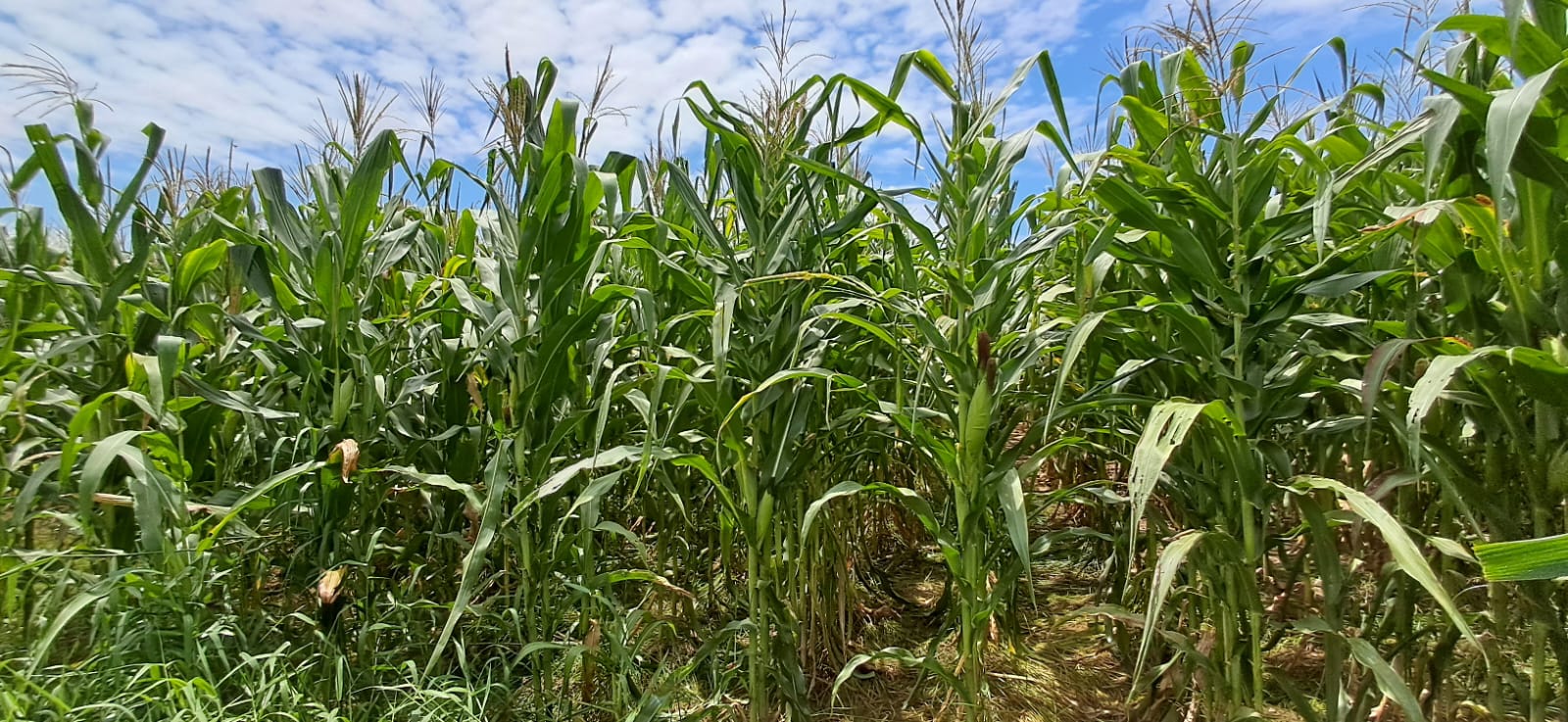 Pinda realiza Dia de Campo Comevap para apresentar resultados de plantio e pesquisa