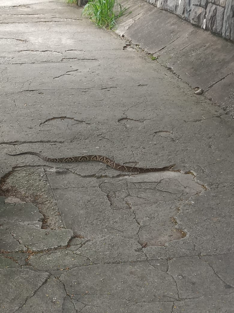 19/03 - Cobra Jararaca é capturada na região central de Pinda