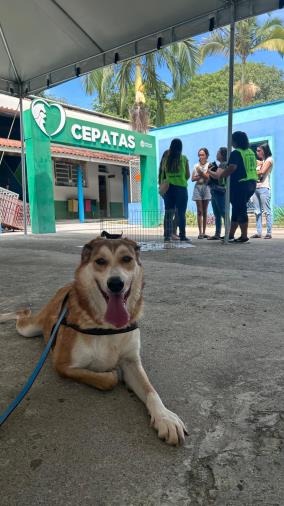 Pinda vacina animais contra raiva e aplica V11 nos cães, sábado, no Araretama