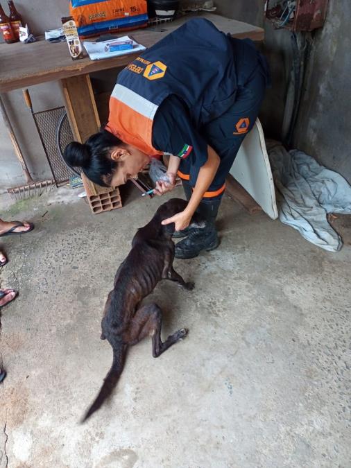 Defesa Animal de Pinda faz campanha para fim do abandono e dos maus-tratos contra animais