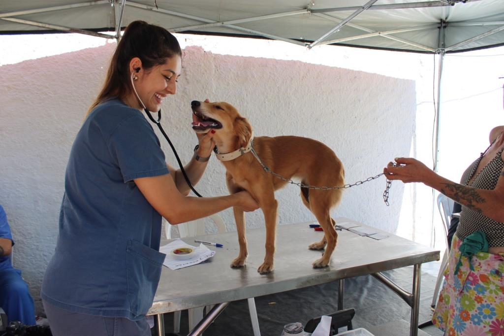 Inscrições para castração de cães e gatos serão realizadas na sexta-feira (26)