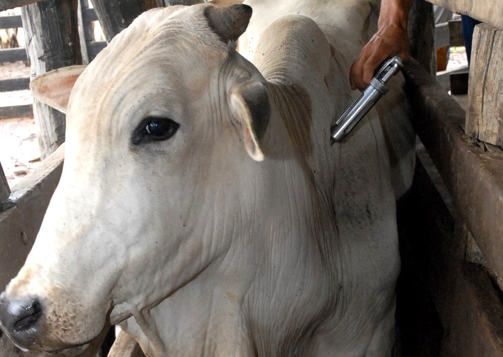 25/05 - Proprietários rurais de Pinda devem vacinar animais contra raiva