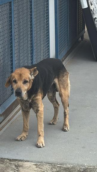 Defesa Animal de Pindamonhangaba reforça conscientização sobre posse responsável após resgate de cão idoso