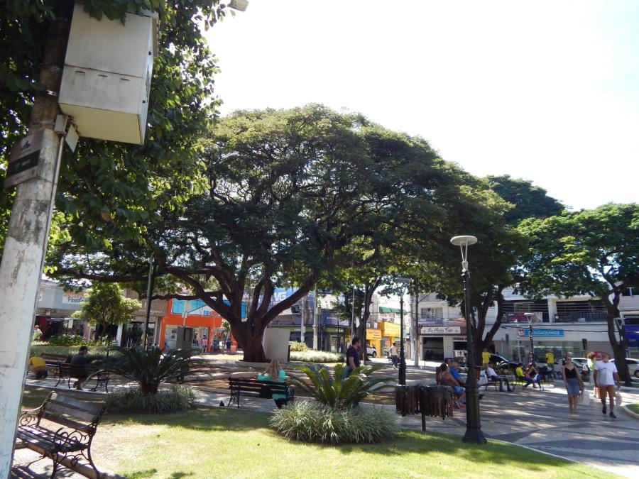 Pinda realiza reunião online sobre Plano Municipal de Arborização Urbana