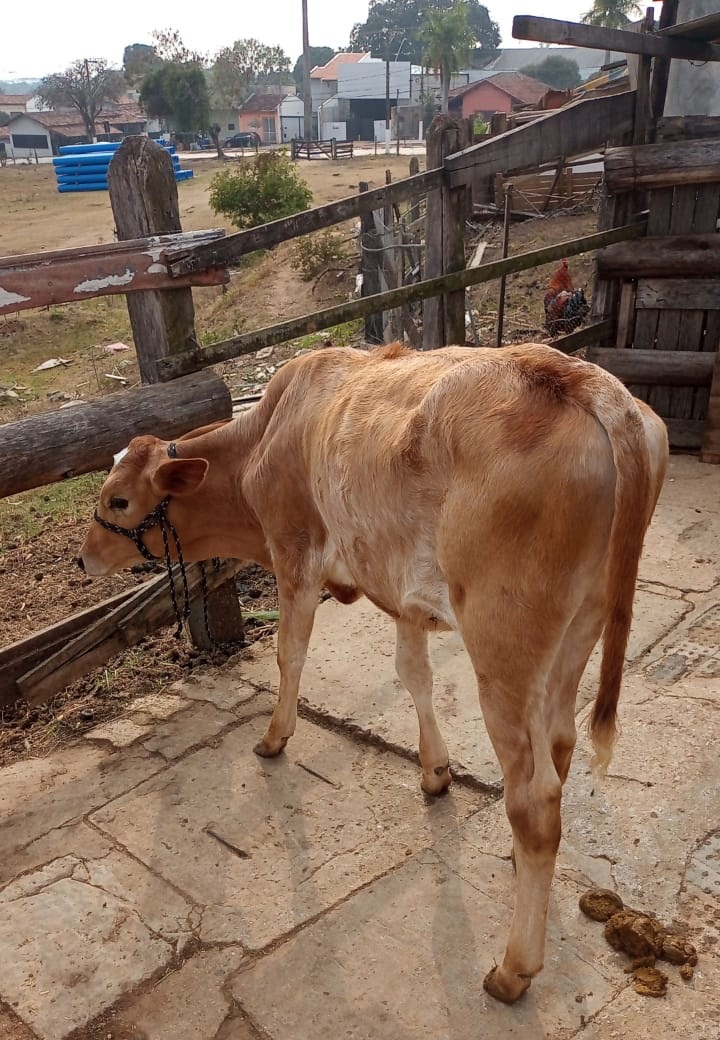 Pindamonhangaba intensifica campanha de vacinação contra a brucelose em bezerras