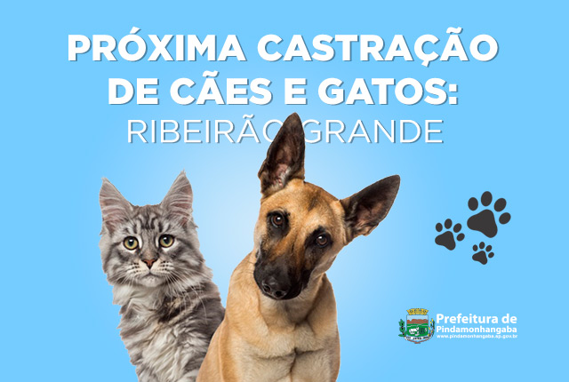 Inscrições para castrações de cães e gatos para Ribeirão Grande e região começam dia 4